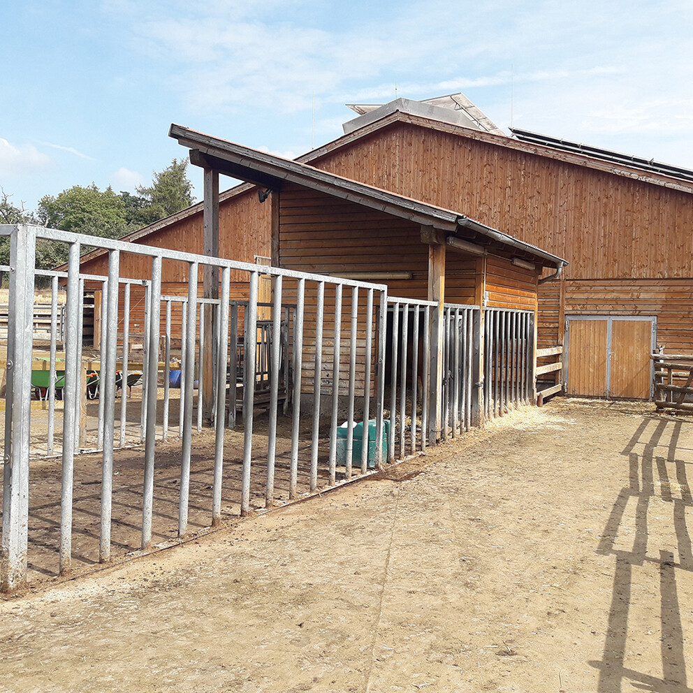 Über den Laufhof haben Kühe und Bulle die Möglichkeit, Kontakt aufzunehmen. Senkrechte Streben bilden eine stabile Einzäunung und ermöglichen dem Tierbetreuer gegebenenfalls die Flucht über die gesamte Länge der Deckbullenbucht.