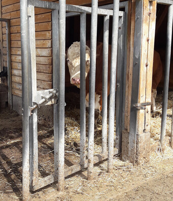 Das Torschloss wird von außen gelöst. Bauartbedingt fällt das Tor von selbst zu und sperrt den Bullen im Stall ein. Der Tierbetreuer kann den Außenbereich der Bullenbucht betreten ohne Gefahr zu laufen, auf den Bullen zu treffen.  Öffnet er das Tor, bewegt er sich dahinter und verlässt den Laufhof durch die Gitterstäbe.